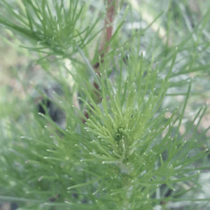 Close-up of green, needle-like plant foliage with delicate leaves.